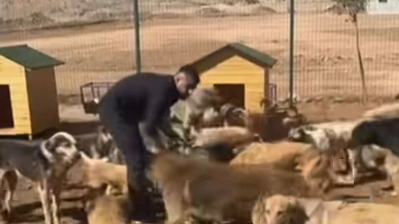 Silopi Belediyesi’nden ‘Hayvan Barınağı’ Açıklaması “Bizimle Alakası Yok”