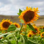 Ayçiçeği tarlaları sarıya büründü