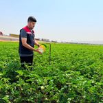 Silopi'de Pamuk Üretimi Yakın Takipte