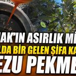 Şırnak'ta Gezu Bereketi Geleneksel Pekmez Üretimi Başladı