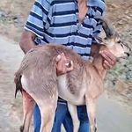 Köpeklerin saldırdığı dağ keçisini kucağında taşıdı