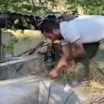 Nesli tükenme tehlikesi altındaki oklu kirpi böyle kurtarıldı