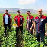 Silopi’de pamukta hastalık ve zararlılara karşı tuzaklı takip