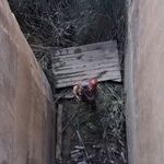 Koruma altındaki dağ keçisi için özel kurtarma operasyonu