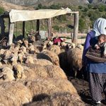 Konargöçer ailelerin ömrü yaylalarda geçiyor