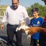 Otomobilin motoruna sıkışan kedi kurtarıldı