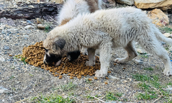 HAYTAP Gönüllüleri Şırnak’ta Yüzlerce Hayvan İçin Mama Dağıttı