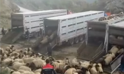 2025'te Şırnak’ın Hayvancılık Başarısı!