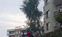 Fırtına Nedeniyle Tehlike Oluşturan Ağaçlara Müdahale