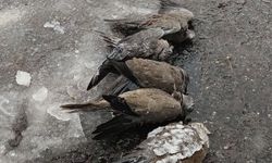 Dondurucu Soğuklar Kuşları Vurdu!