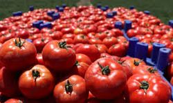 Domatesleri Yapay Zekâ Toplayacak: Şırnak’a "HarvestMate" Geliyor!