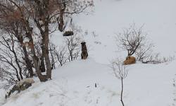 Şırnak’ta Kar 2 Metreyi Aştı, Aç Kalan Yaban Hayvanları Şehre Sığındı!