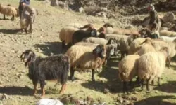 Şırnaklı Yetiştiricilere Arpa Desteği, Başvurular Başladı!