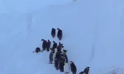 'Müdahale Etme’ Kuralı İhlal Edildi  Penguenler Hayatta Kaldı