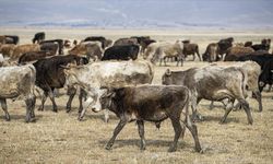 Besilik Hayvan İthalatı Başvurularına İlişkin Uyarı