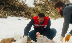 Haberimiz Ses Getirdi Kar Altındaki Canlara Şefkat Eli Uzandı!