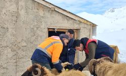 Yüksekova’da hayvan sağlığı için saha çalışmaları sürüyor