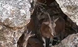 3 dağ keçisi sarp kayalıklarda görüntülendi