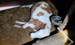 Elektrik Çarpması 8 Büyükbaş Hayvanı Telef Etti