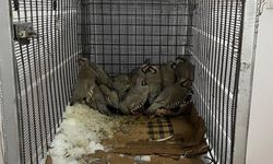 Keklik avcılarına 75 bin 303 TL idari para cezası