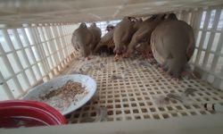 Habur'da Canlı Hayvan Kaçakçılığı, 40 Hayvan Ele Geçirildi