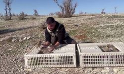 Şırnak’ta Kaçak Keklikler Doğaya Salındı