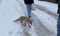 2,5 metre kar, tilkiyi şehre indirdi, yiyecek aradı