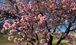 Badem ağaçları erken çiçek açtı