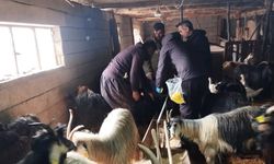 Şırnaklı Küçükbaş Yetiştiricileri İçin Süreç Başladı