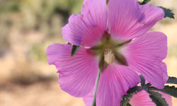 Baharın Müjdecisi Cemre, Suya ve Toprağa Ne Zaman Düşecek?