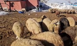 Uzun Kış Şartlrı ve Artan Maliyetler, Hayvancılığı Zorluyor