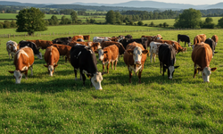 Şırnak’ta Büyükbaş Hayvan Sayısı Düşük Kaldı