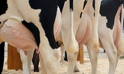 Günde 50 kilo süt veren inekler ithal edildi