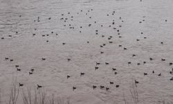 Cizre'de Görsel Şölen, Binlerce Karabatak Dicle’ye Akın Etti