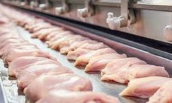 Ticaret Bakanlığı Tavuk İhracatını Durdurdu
