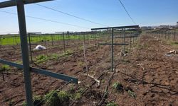 Verimli Üzüm Bağı İçin Uygulamalı Budama Desteği