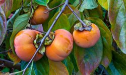 Hurma Bahçesi Kurana Şırnak'ta Yüzde 75 Hibe Desteği