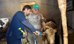 Büyükbaş hayvanlar kayıt altına alınıyor