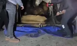 Eşek Yüklü Kamyonet Kontrolden Çıkarak Devrildi