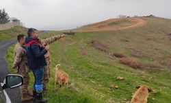 Cizre'de Mera Alanları Kayıt Altına Alınıyor
