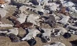 Ahırda Çıkan Yangında 68 Hayvan Telef Oldu