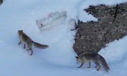 Şırnak’ta Soğuk Hava Yaban Hayatını Vurdu