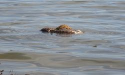 Barajda Kesilmiş Hayvan Leşleri Görüldü!