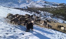 Besiciler baharı beklerken yeniden kışa geldi