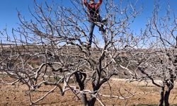 Fıstık Bahçelerinde Budama Mesaisi Başladı