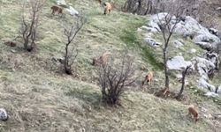 Bölgeden nesli koruma altında olan dağ keçileri görüntüleri