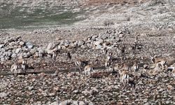 Cudi Dağı’nda Ceylanlar Doğal Ortamda Sürü Halinde