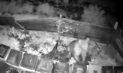 Ayılar kış uykusundan uyandı, kovanlara saldırdı