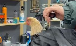 Bayram Öncesi İlginç Hazırlık, Tavuğu Tıraş Etti