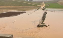 Sağanak nedeni ile onlarca koyun telef oldu